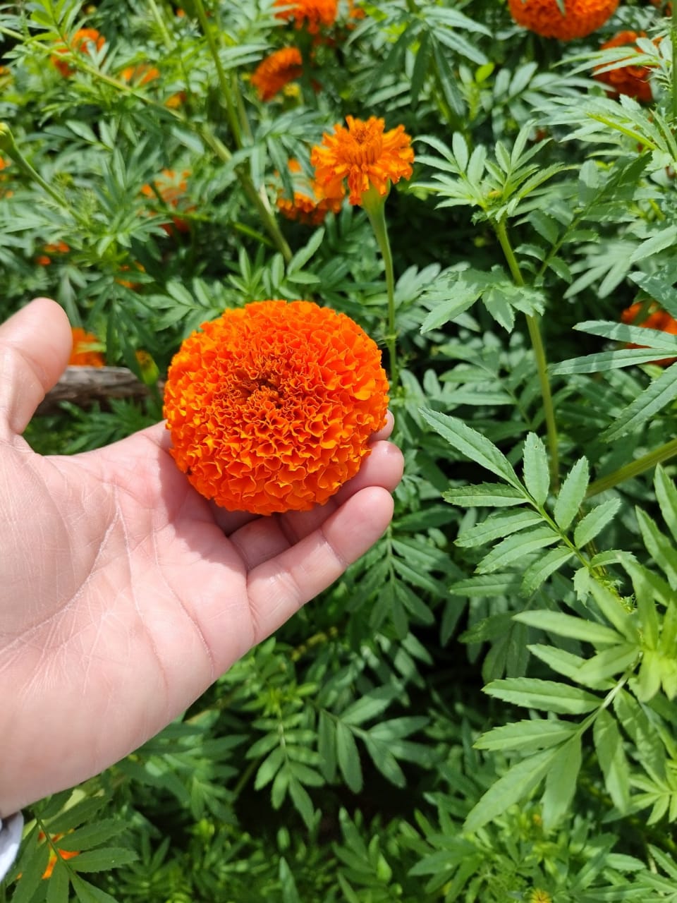 ROYAL ORANGE