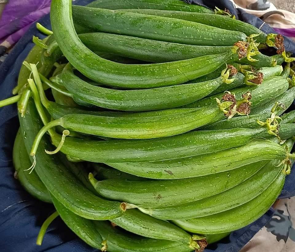 JANKI (DarkGreen)