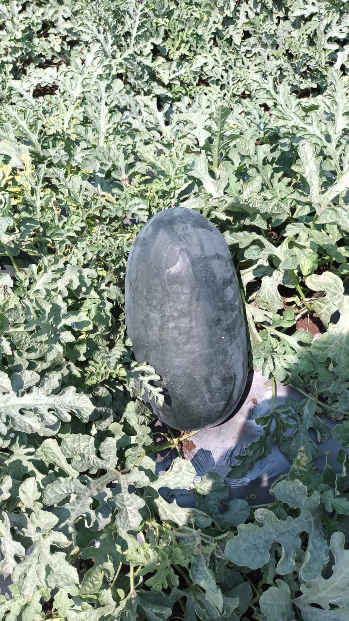 SAGARKING+