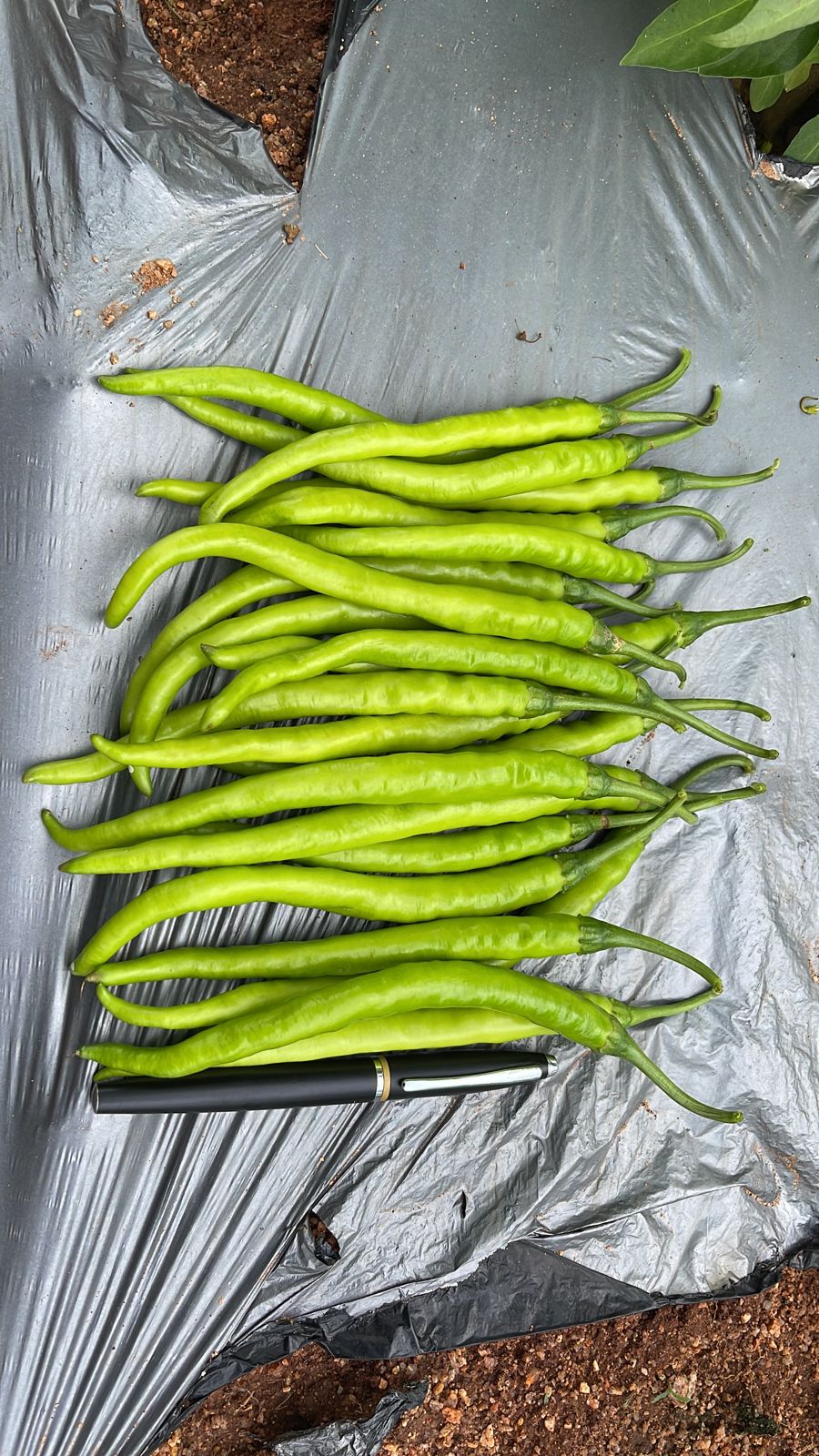 KALYANI