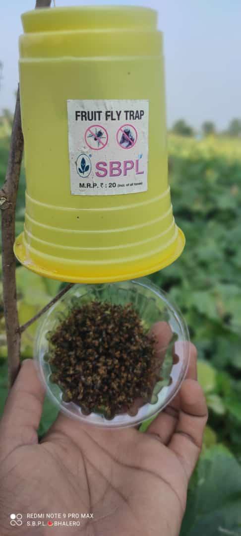 FRUIT FLY TRAP