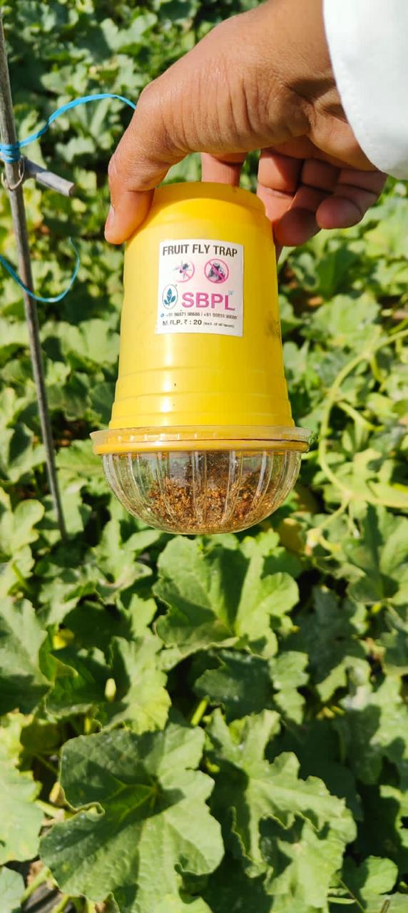 FRUIT FLY TRAP