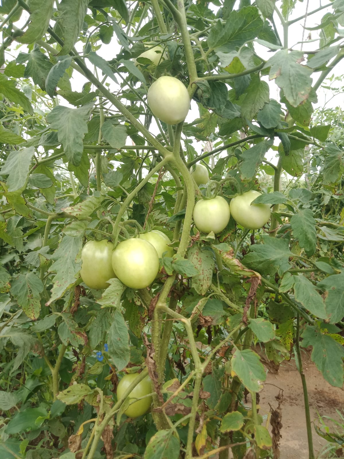 Sagar 44 Tomato