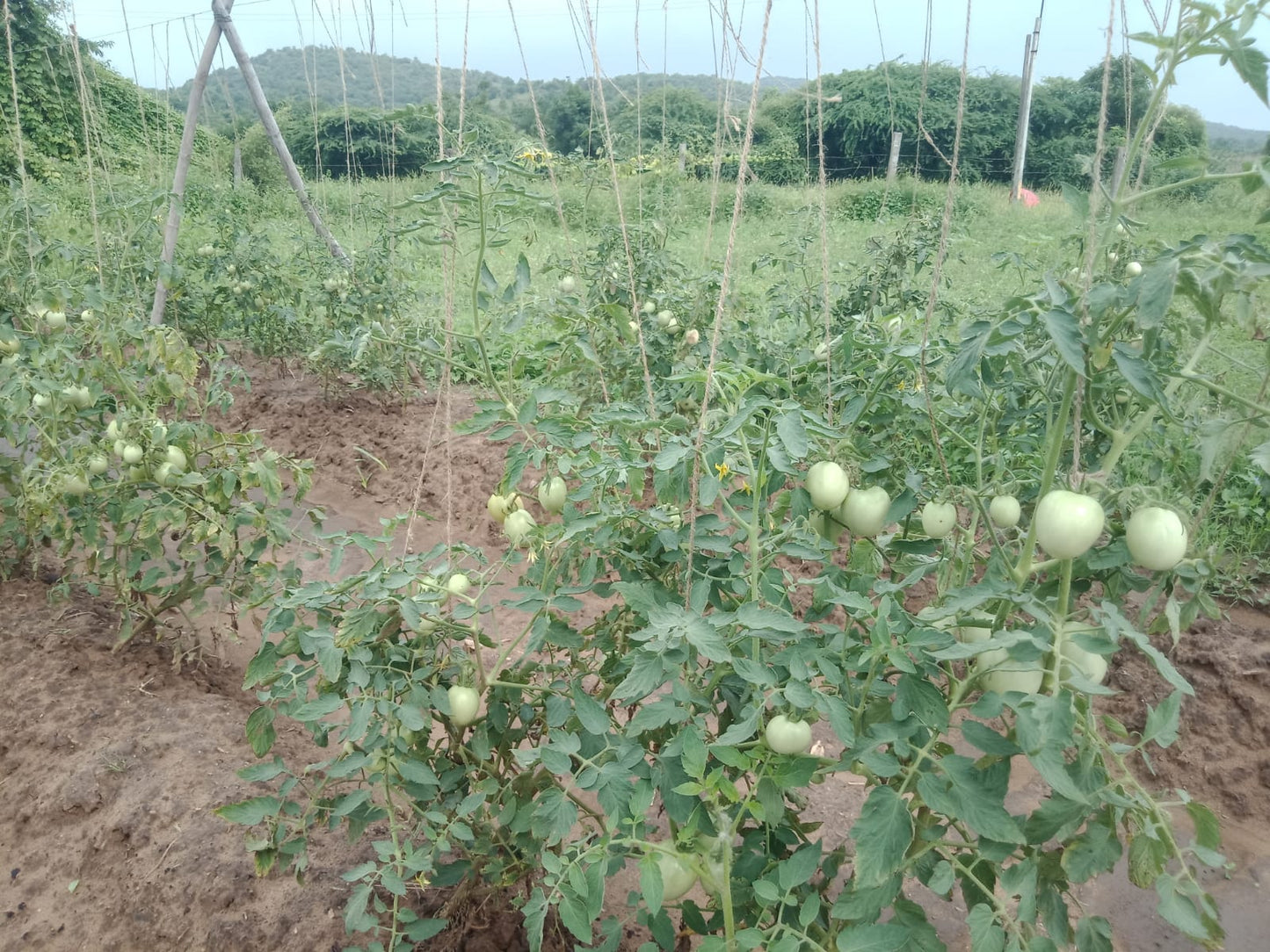 Sagar 44 Tomato