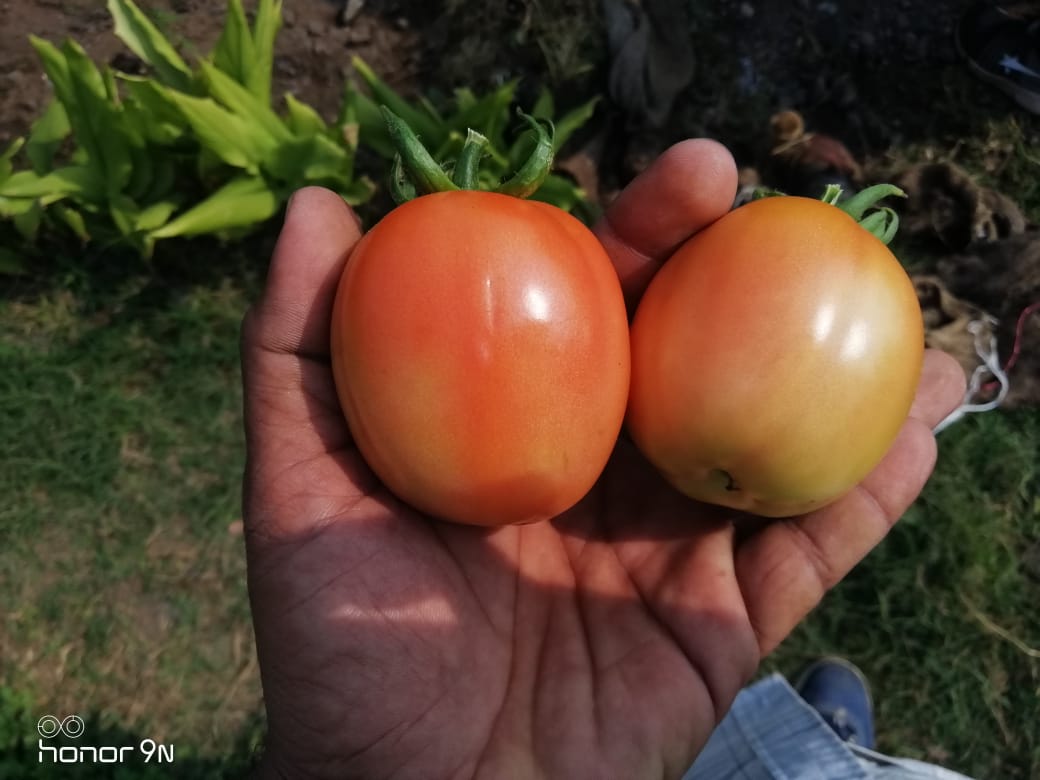 Sagar 44 Tomato