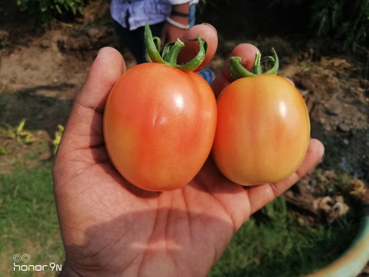 Sagar 44 Tomato