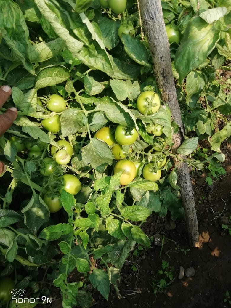 Sagar 44 Tomato