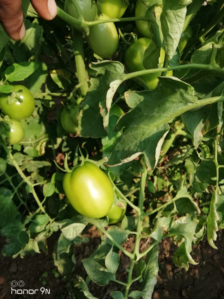 Sagar 44 Tomato