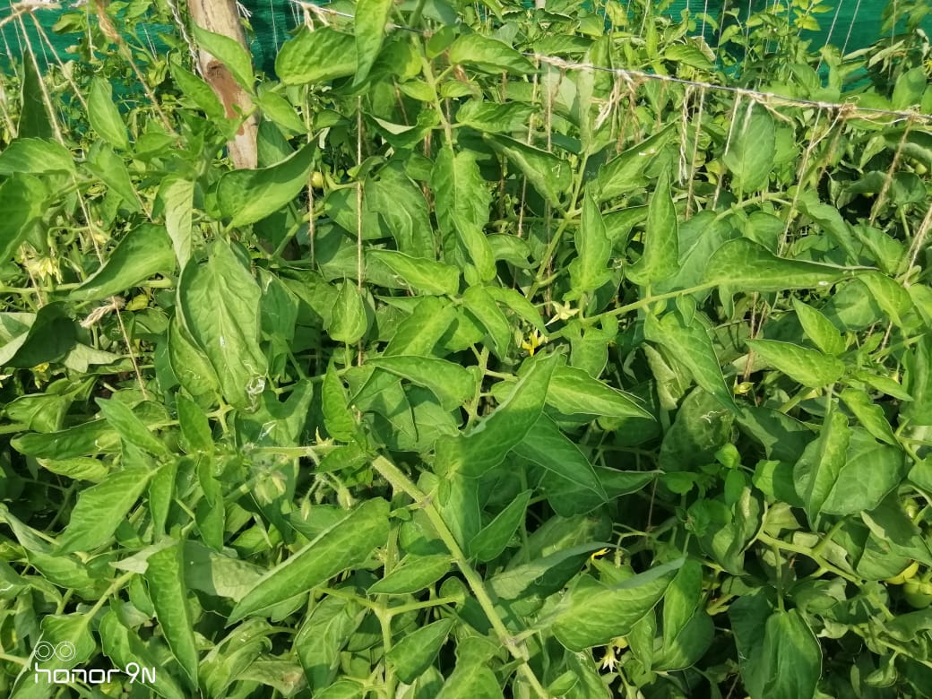 Sagar 44 Tomato