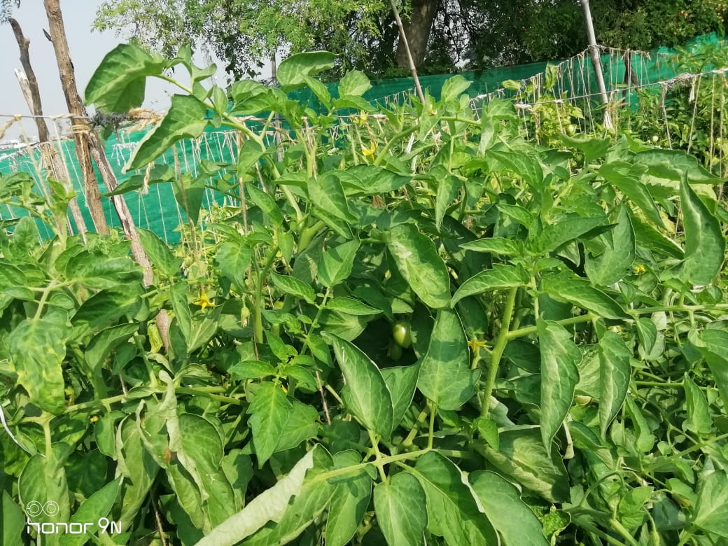 Sagar 44 Tomato