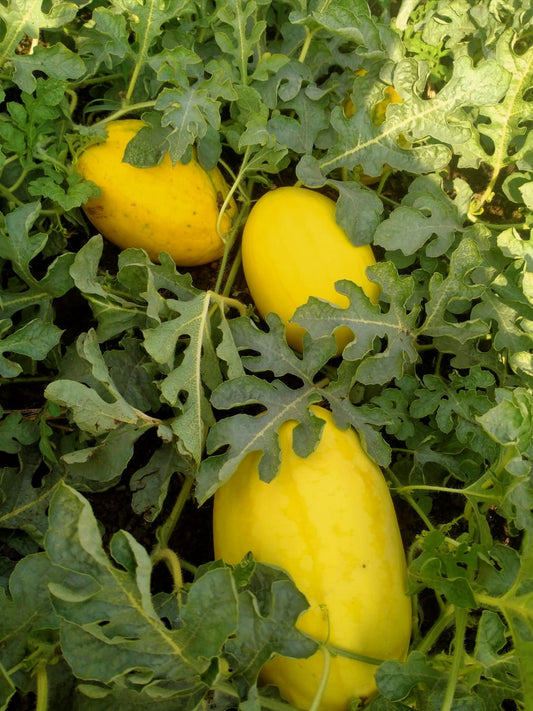 GOLDEN KING (YELLOW)