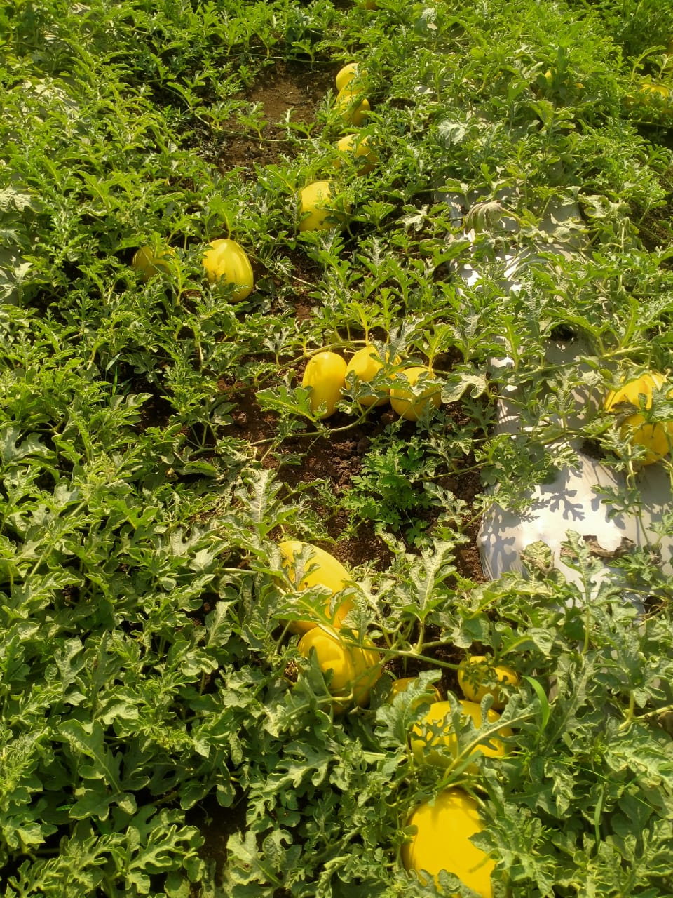 GOLDEN KING (YELLOW)