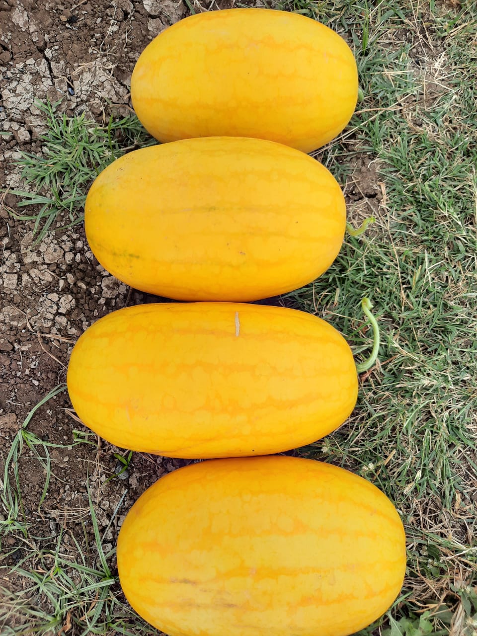 GOLDEN KING (YELLOW)