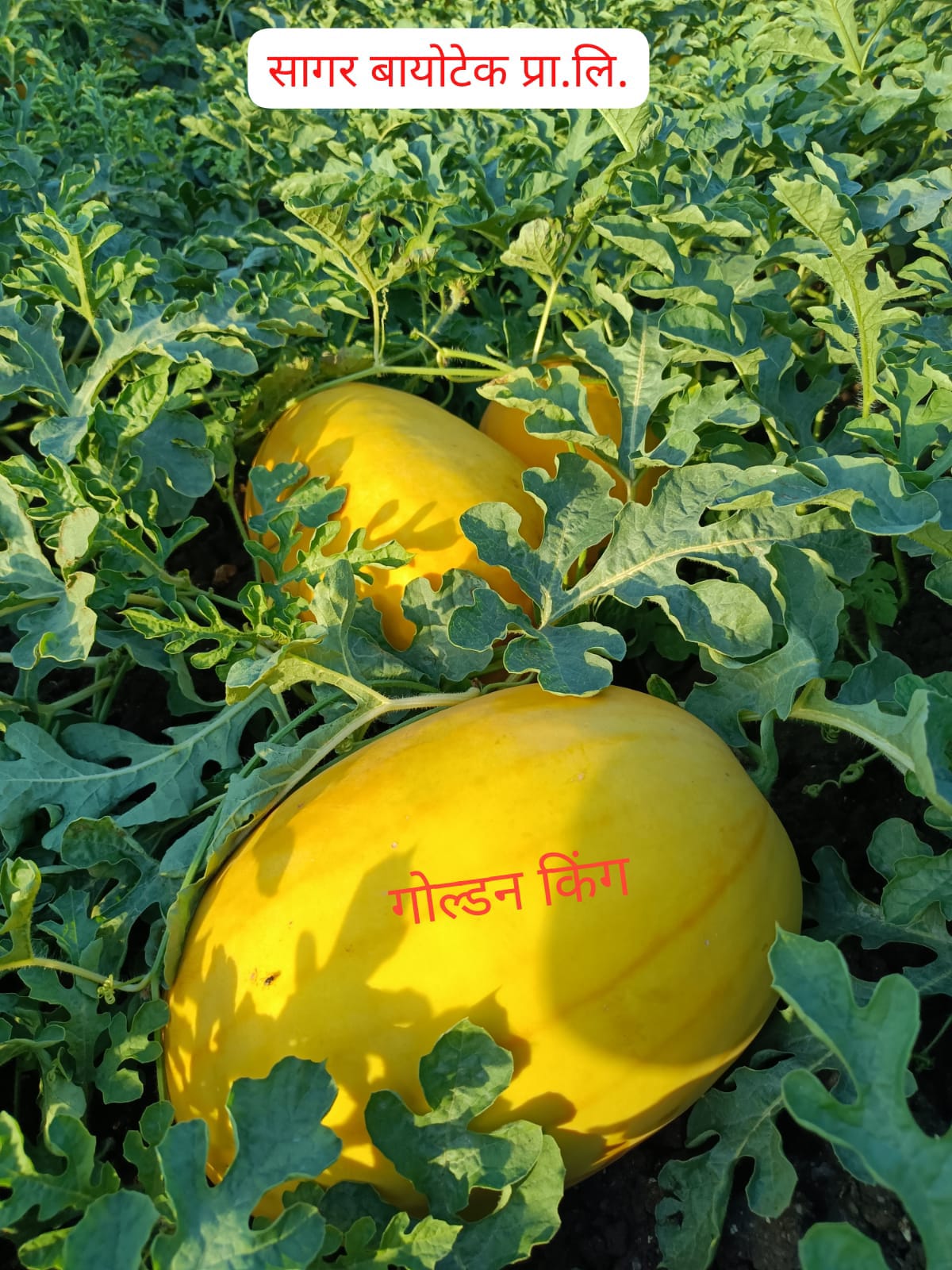 GOLDEN KING (YELLOW)