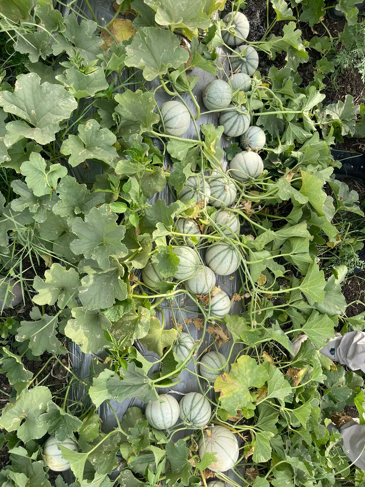 MADHURANI
