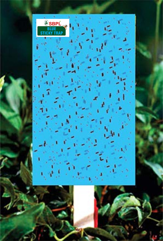 BLUE STICKY TRAP