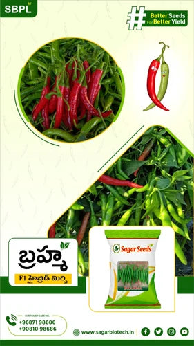 GOMATI HYBRID CHILLI