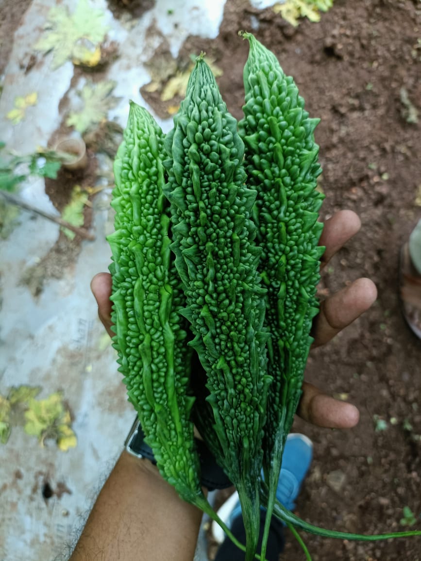 SAKSHI (Green)