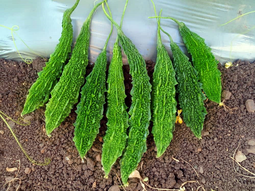 TARIKA(Green)