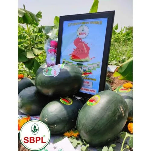 Sagar King Watermelon Seeds