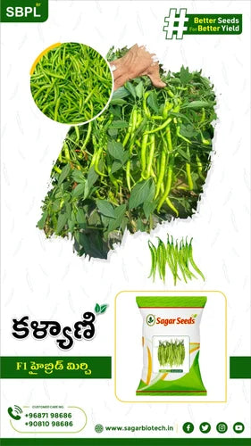 KALYANI GREEN CHILLI (Hybrid))