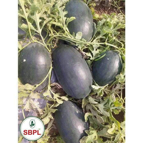 Kanak Hybrid Watermelon Seed