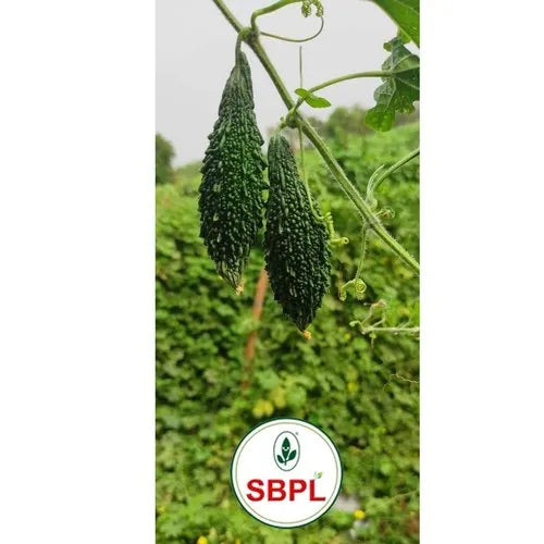 Organic Hybrid Bitter Gourd Seed