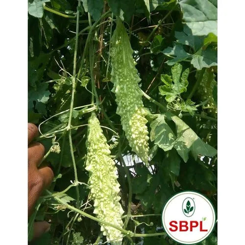 SNEHA BITTERGARD (WHITE)