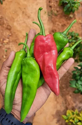 SAGAR 1971 (CHAPATA MIRCHI)