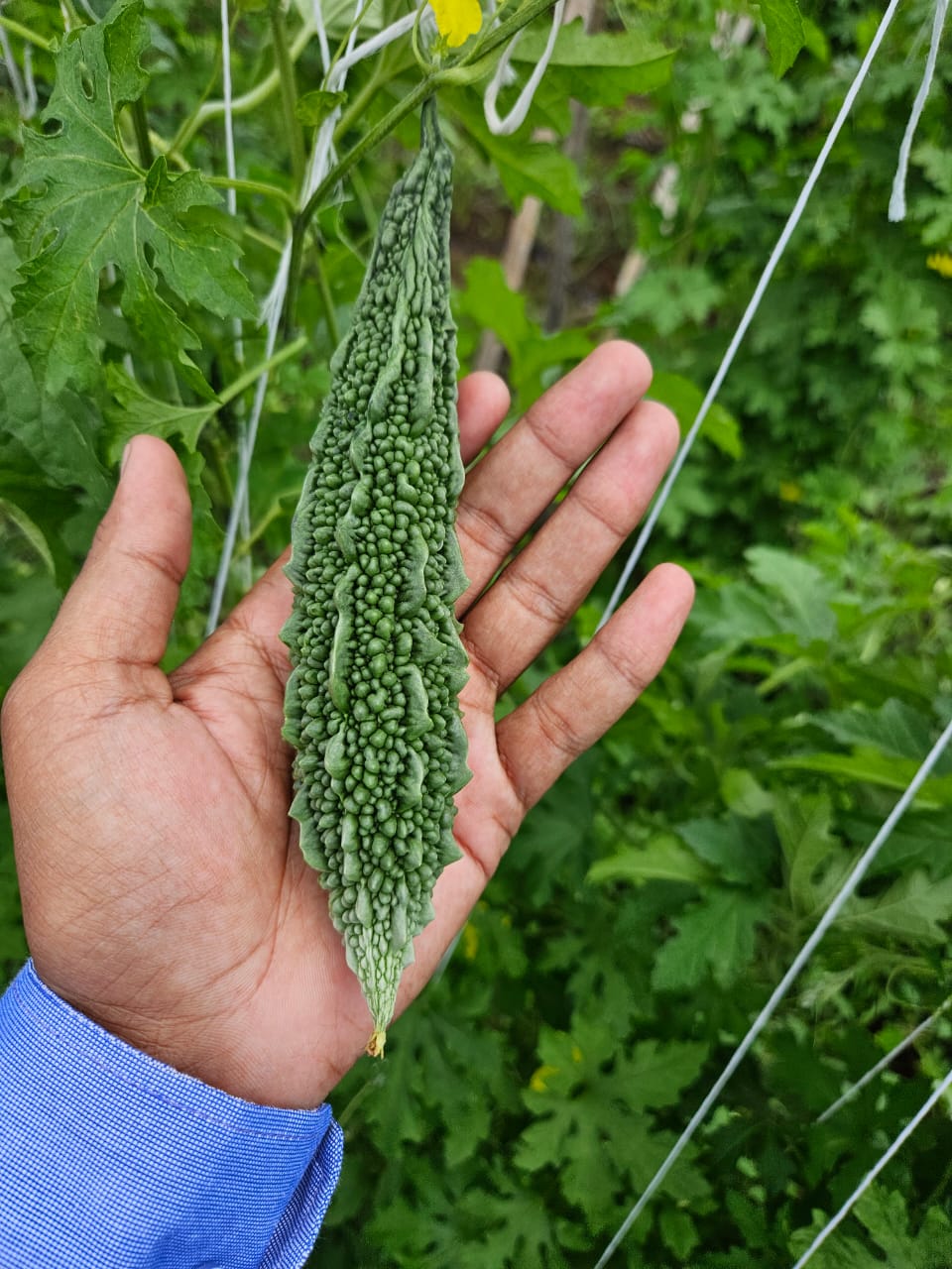 SAKSHI (Green)
