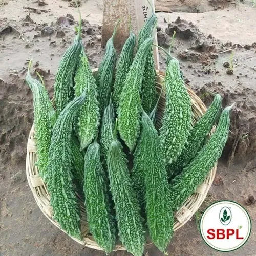 Shakshi Hybrid Bitter Gourd Seed