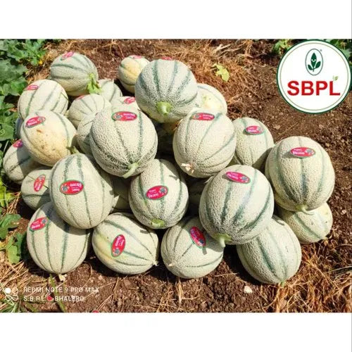 Vijay F1 Hybrid Muskmelon