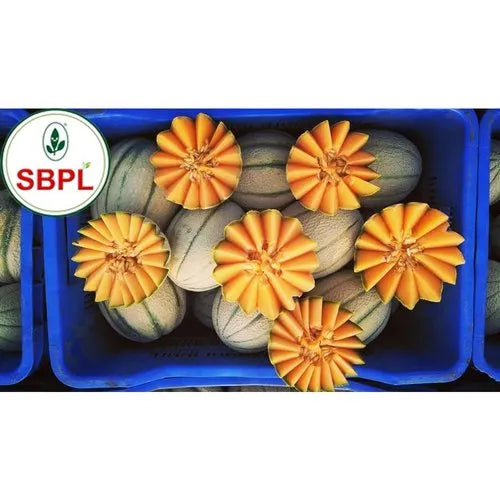 Vijay F1 Hybrid Muskmelon