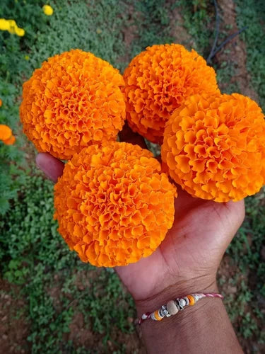 Royal Orange Flower Hybrid Marigold Seed