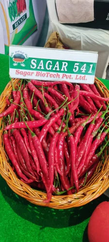 SAGAR TEJA 541 CHILLI