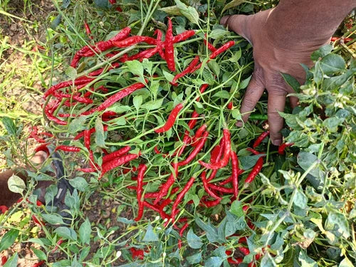 SAGAR TEJA 541 CHILLI