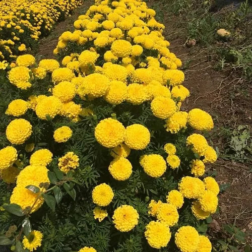 Yellow Karina Flower Hybrid Marigold Seed