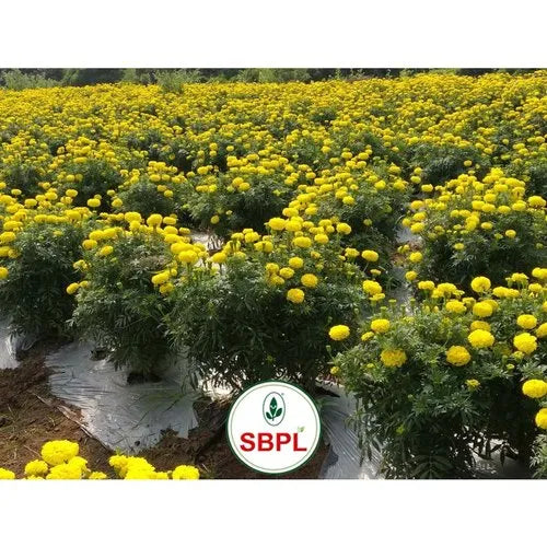 Yellow Karina Flower Hybrid Marigold Seed