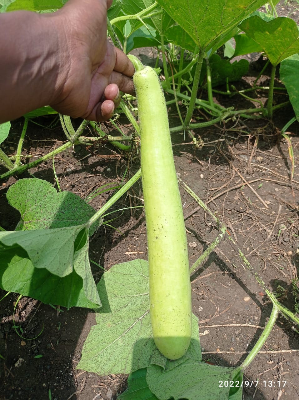 RASILI