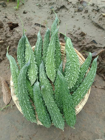 SAKSHI (Green)