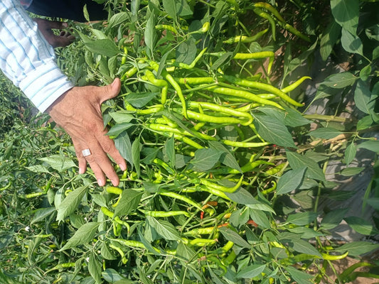 KALYANI