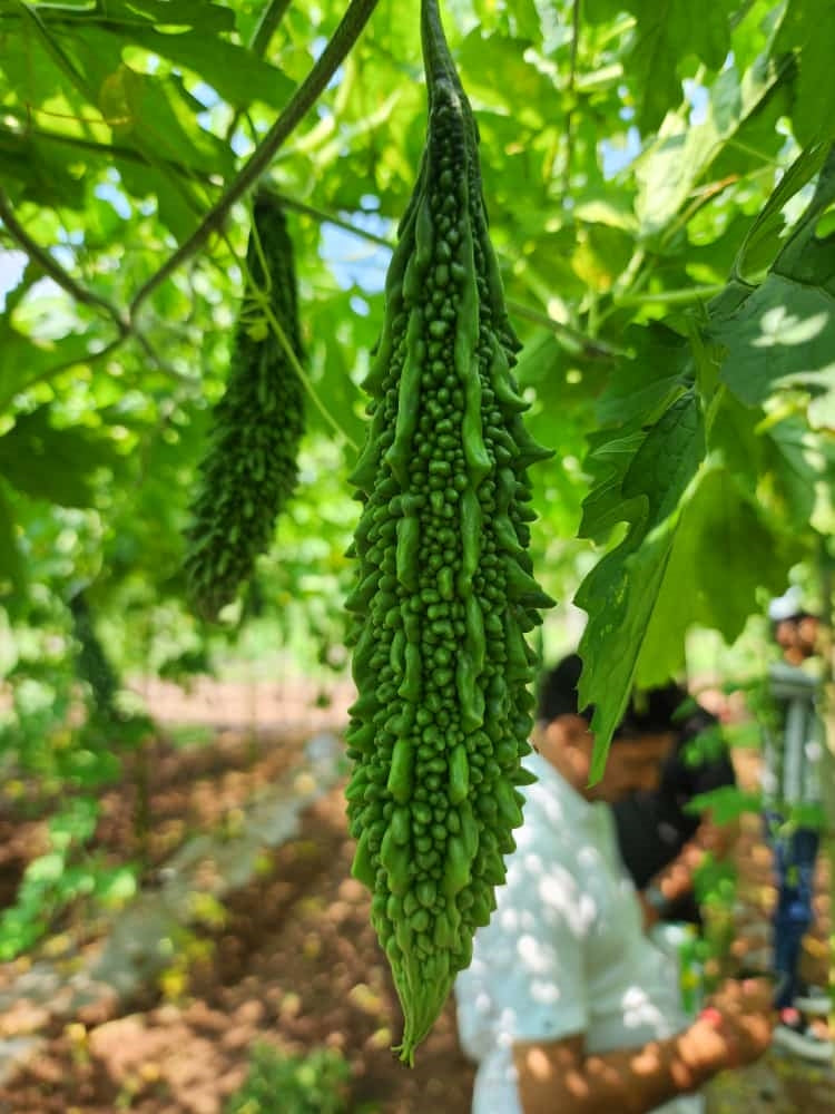SAKSHI (Green)