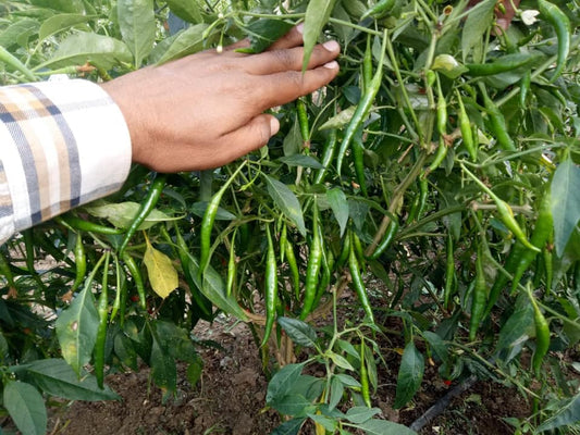 TEJAL