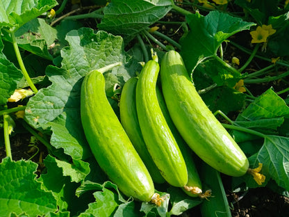 SHRAVANI (Green)