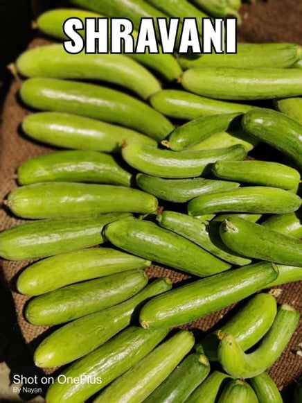 SHRAVANI (Green)