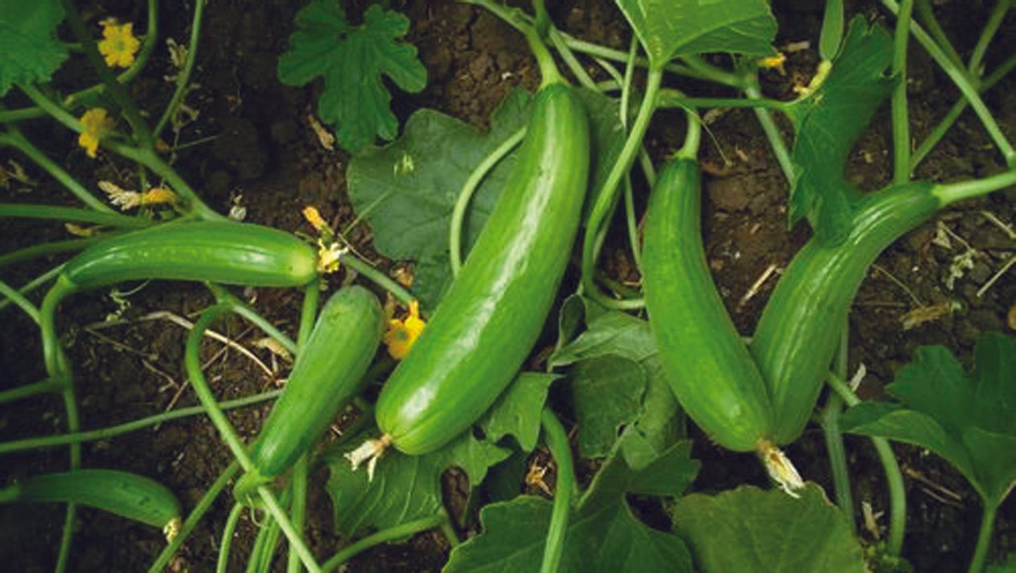 SHRAVANI (Green)