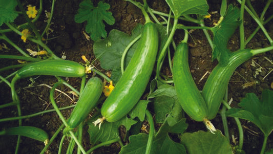 SHRAVANI (Green)