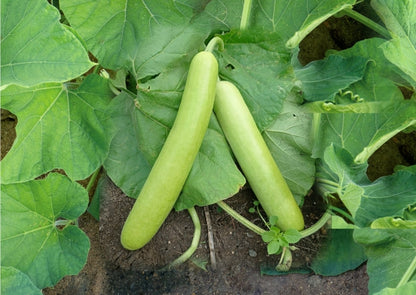 RASILI