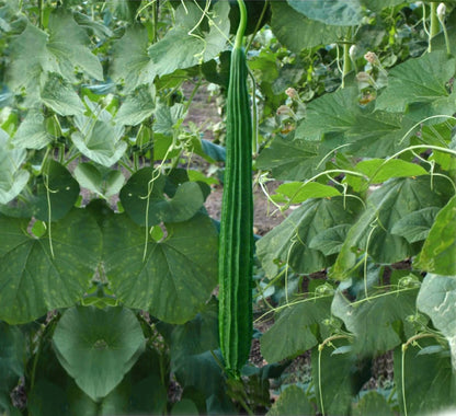 VAISHALI