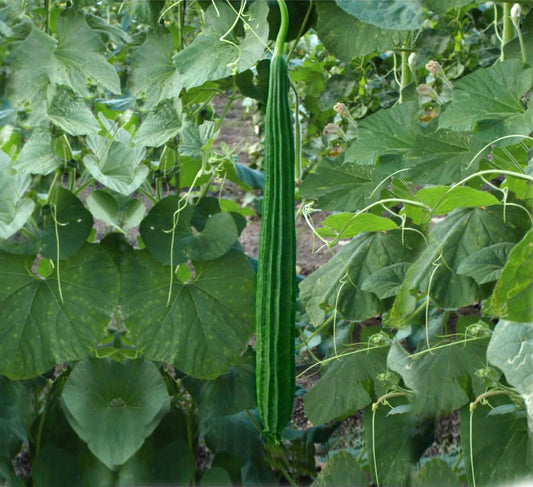 VAISHALI